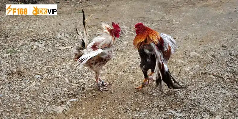 Đá Gà 67 – Trang Đá Gà Uy Tín Hàng Nhất Việt Nam Hiện Nay