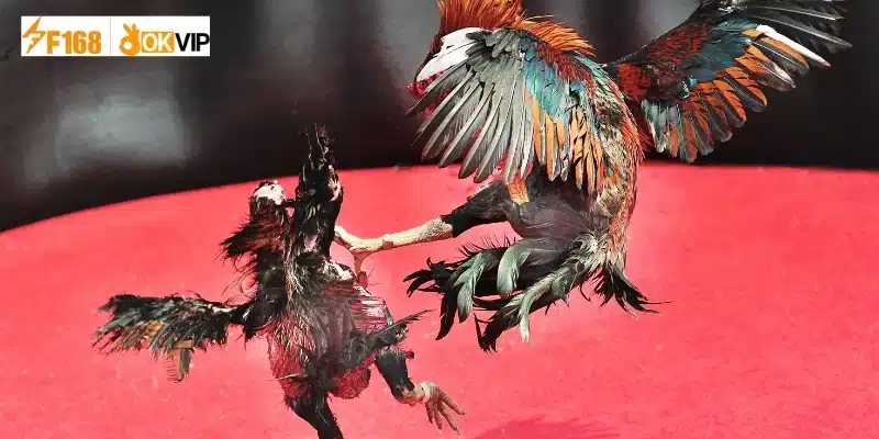 Khái quát về thuật ngữ chọi gà