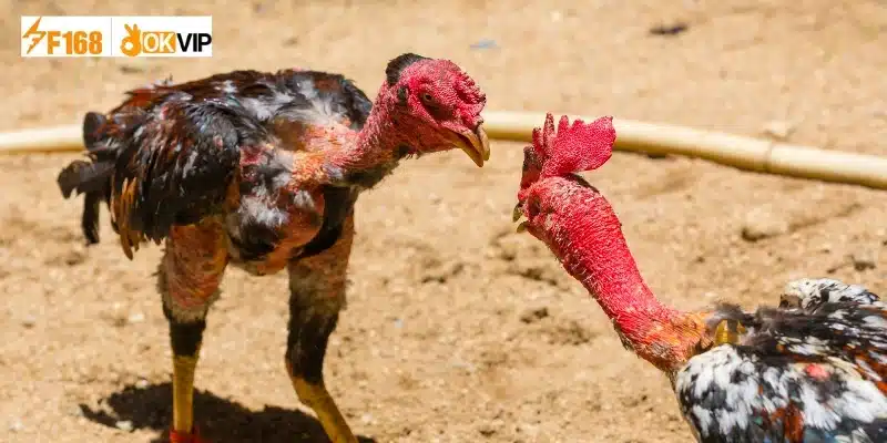 Phương pháp lựa chọn nhanh các kèo cược