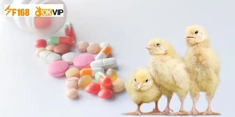 Các loại thuốc úm gà con phổ biến hiện nay